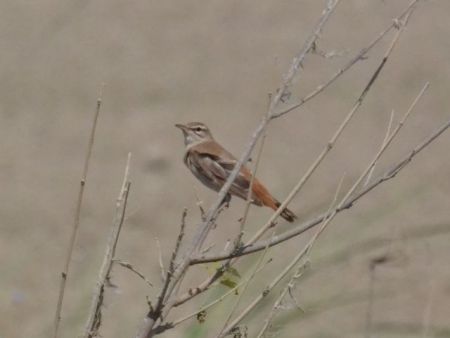 rufous-tailed scrub robin.1905_01 manavgat
