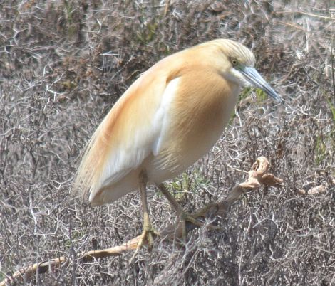 squacco heron.1201 xeros delta