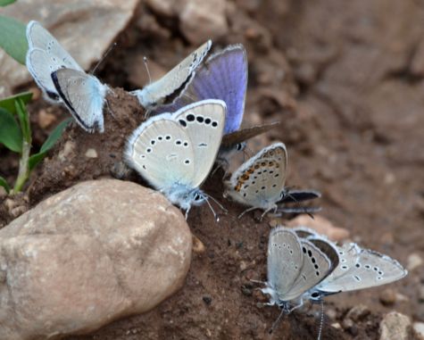 turkish blue medley.1901 emli valley