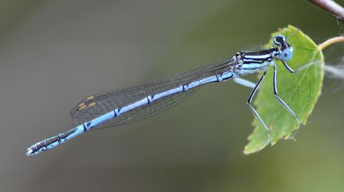 white-legged.1906 decoy heath