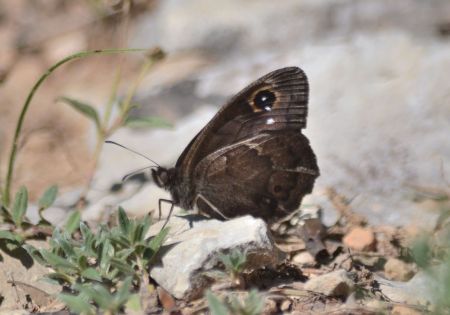 black satyr.1901 col de l'homme mort