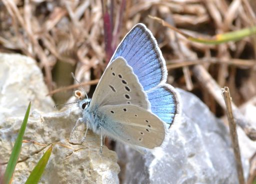 chelmos blue.1801 mount chelmos