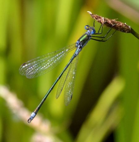 emerald.1901_01 decoy heath