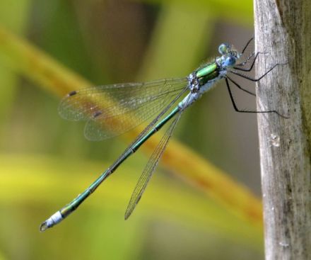emerald.1902_01 decoy heath