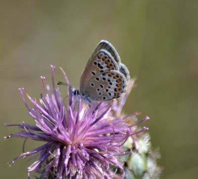 idas blue.1901 plateau d'albion