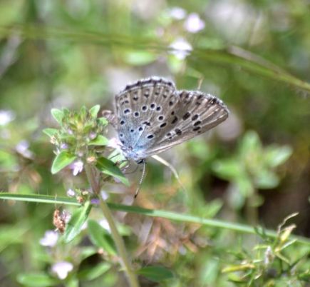 large blue.1901_01 col de l'homme mort