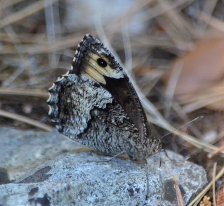 rock grayling.1901 mérindol