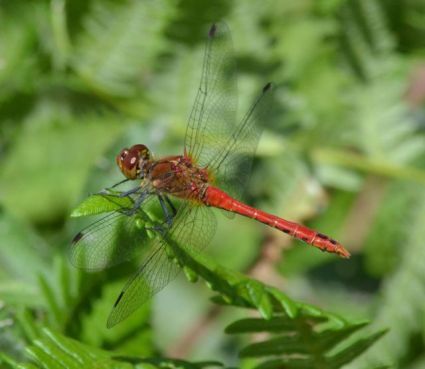 ruddy darter.1901_01 decoy heath