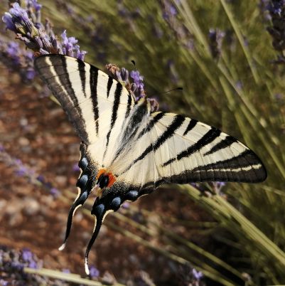 scarce swallowtail.1910 col de l'homme mort