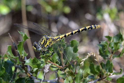 small pincertail.1900 fem alpilles