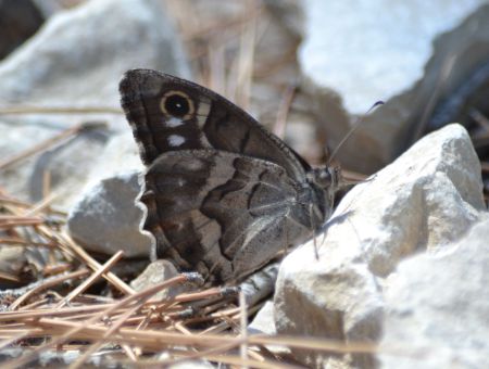 striped grayling.1901 mérindol
