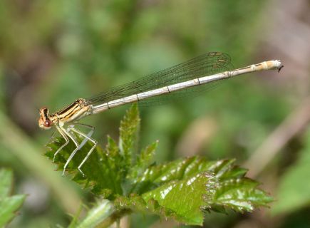 white-legged.1921 decoy heath