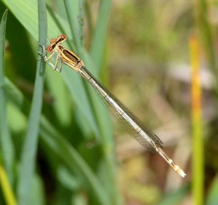 white-legged.1923 decoy heath