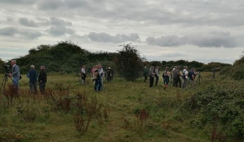 farlington marshes.1901