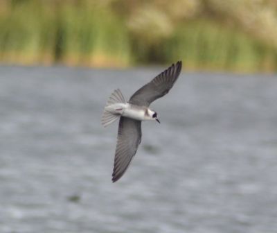american black tern,1901_01 longham lakes