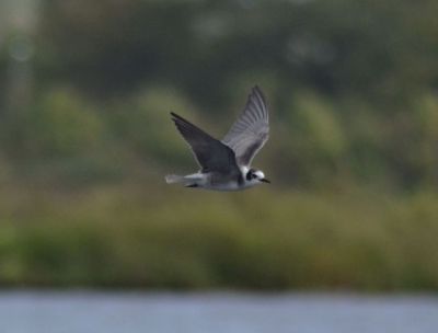 american black tern,1902_01 longham lakes