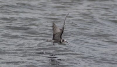 american black tern,1904_01 longham lakes