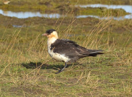 pomarine skua.1901 donna nook