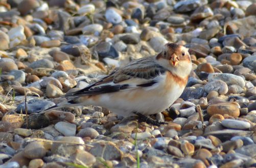 snow bunting.1907 winter male walberswick
