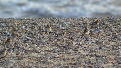 snow bunting.1922 walberswick