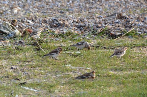 snow bunting.1923 walberswick
