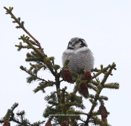hawk owl IMG_9939 copy