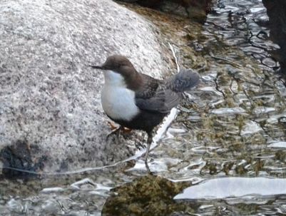 dipper.1701 black-bellied corsica