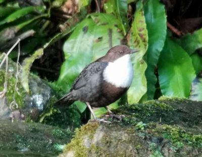 dipper.2001 black-bellied high wycombe