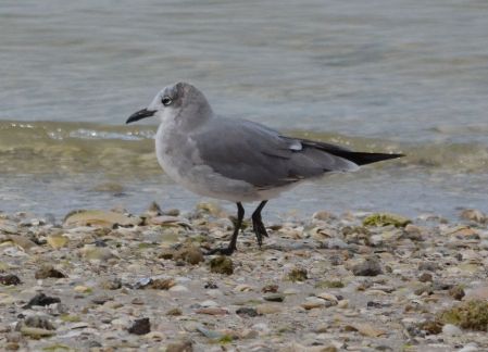 laughing gull.1814 1w sanibel island