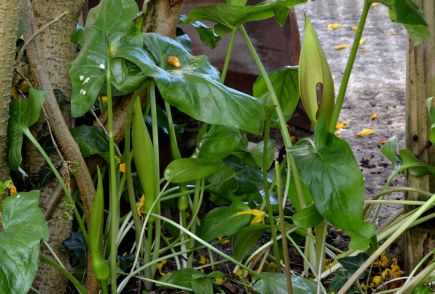 arum maculatum or cuckoo pint.2001