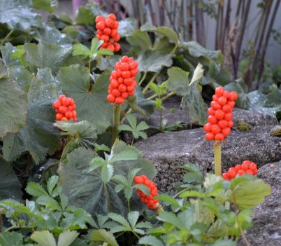 cuckoo pint fruit.01