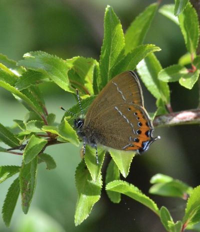 black hairstreak.2001