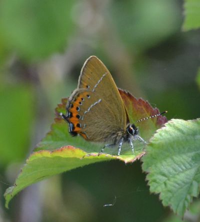 black hairstreak.2002