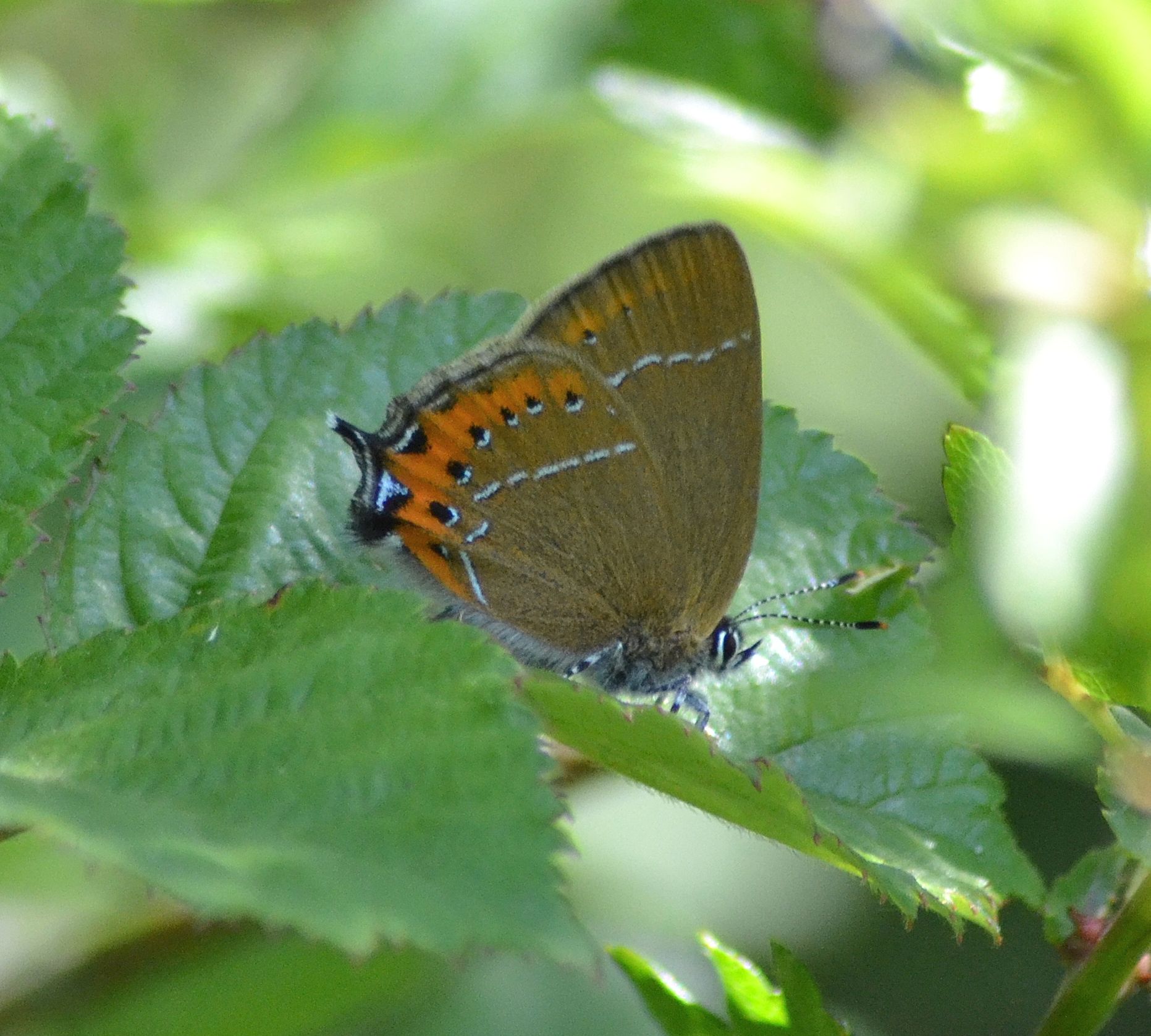 black hairstreak.2003