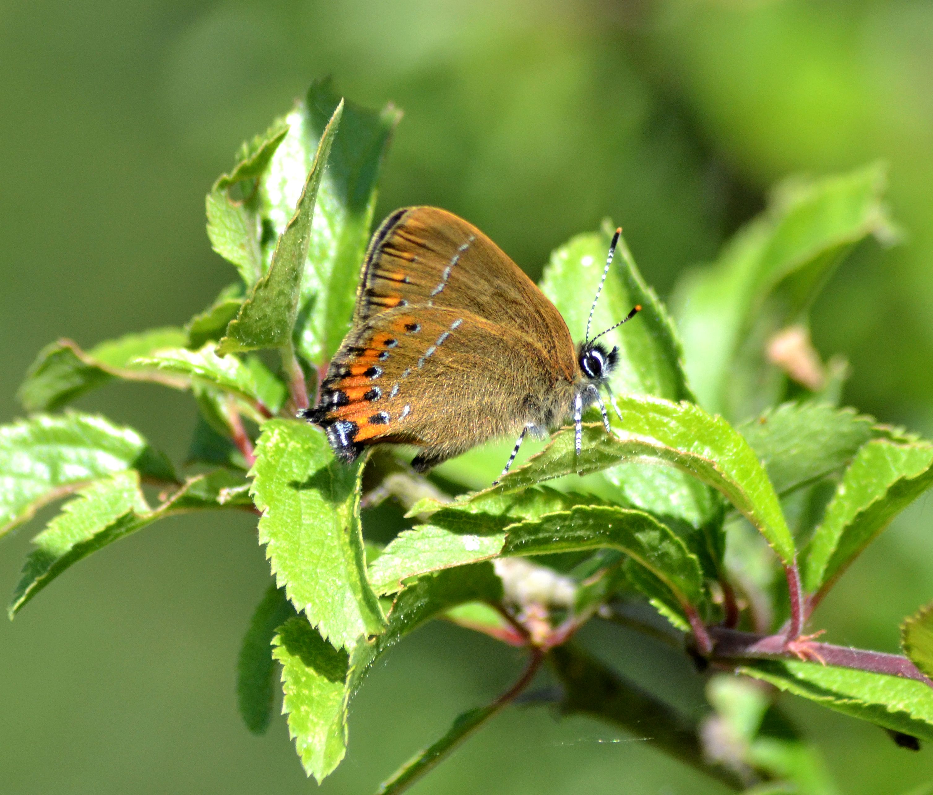 black hairstreak.2004