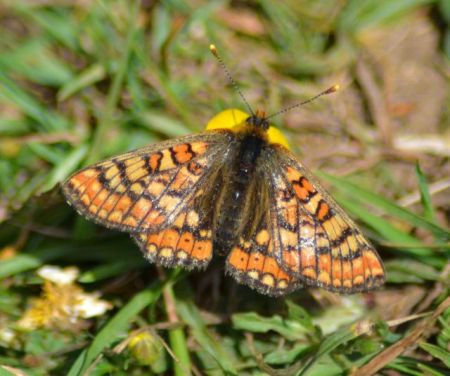 marsh fritillary.2001_01 strawberry banks