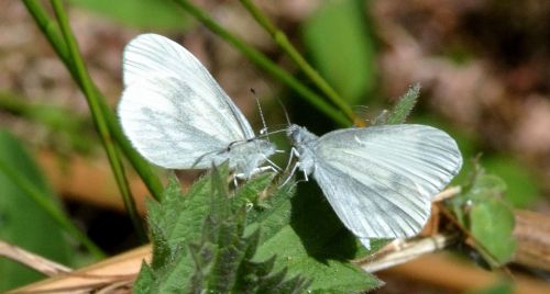 wood white.2006 bucknell wood