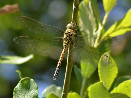 blue-eyed hawker.2001 imm oddington