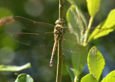 blue-eyed hawker.2002 imm oddington