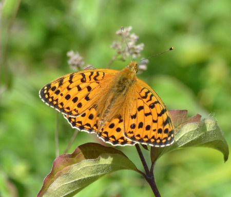 dark green fritillary.2001 watlington hill