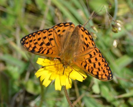 dark green fritillary.2025 bald hill