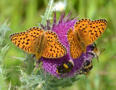 dark green fritillary.2035 bald hill