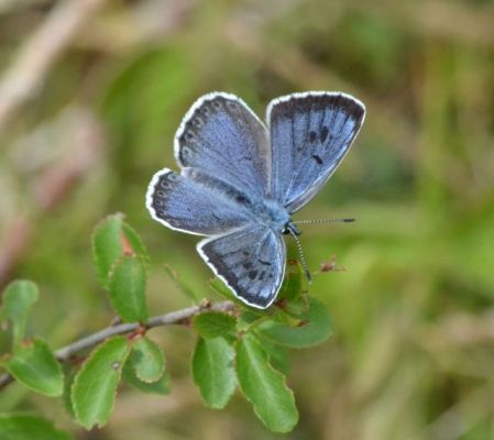 large blue.2003_01 daneway banks