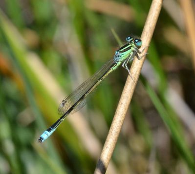 scarce blue-tailed.2001 latchford brook
