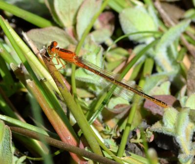 scarce blue-tailed.2010 imm fem latchford brook