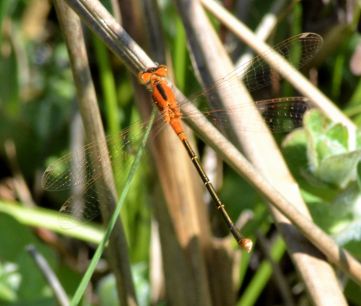 scarce blue-tailed.2011 imm fem latchford brook