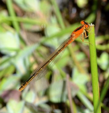 scarce blue-tailed.2014 imm fem latchford brook