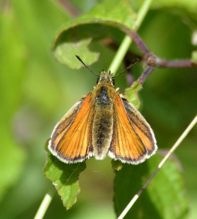 essex skipper.2001 wallingford