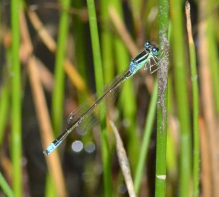 scarce blue-tailed.2012_01 banbury