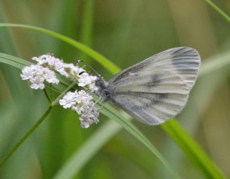 wood white.2021_01 b2 male bucknell wood